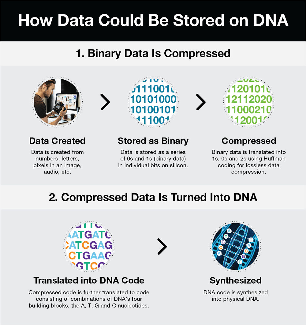 How data could be stored on DNA